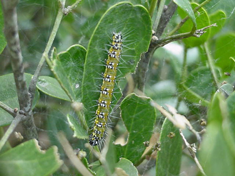 Sophora Worm (Uresiphita reversalis) on Texas Mountain Laurel