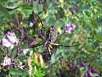 Argiope Spider on Hyacinth Bean