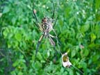 Argiope Spider with Green June Bug in Web