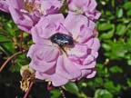 Beetle on Rose