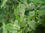 Flea Beetle on Evergreen Pavonia