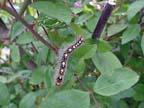 Forest Tent Caterpillar on Rose