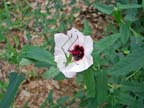 Katydid on Evergreen Pavonia