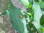 Ladybug Pupa