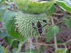 Leaf-footed Bug on Thorn Apple