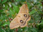 Polyphemus moth  (Antheraea polyphemus)