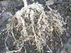Rootknot Nematode Damage on Cantaloupe Vine Roots