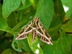 Sphinx Moth on Tomato Plant