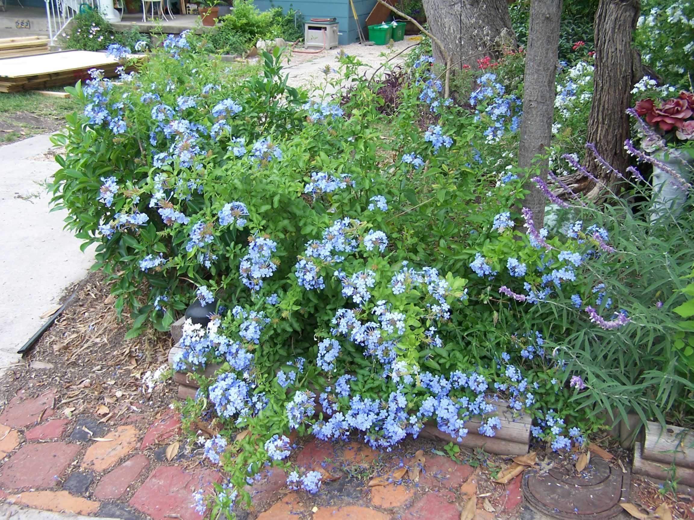 PLANTanswers Plant Answers > PLUMBAGO  A LOVELY BLUE FLOWERED ...