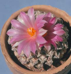 Ariocarpus Kotschubeyanus