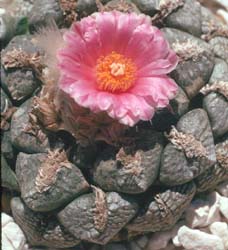 Ariocarpus Lloydii