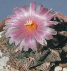 Ariocarpus fissuratus