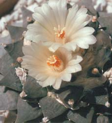 Ariocarpus retusus