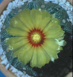 Astrophytum asterias