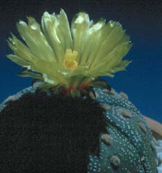 Astrophytum asterias