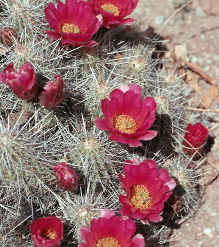 Echinocereus stramineus