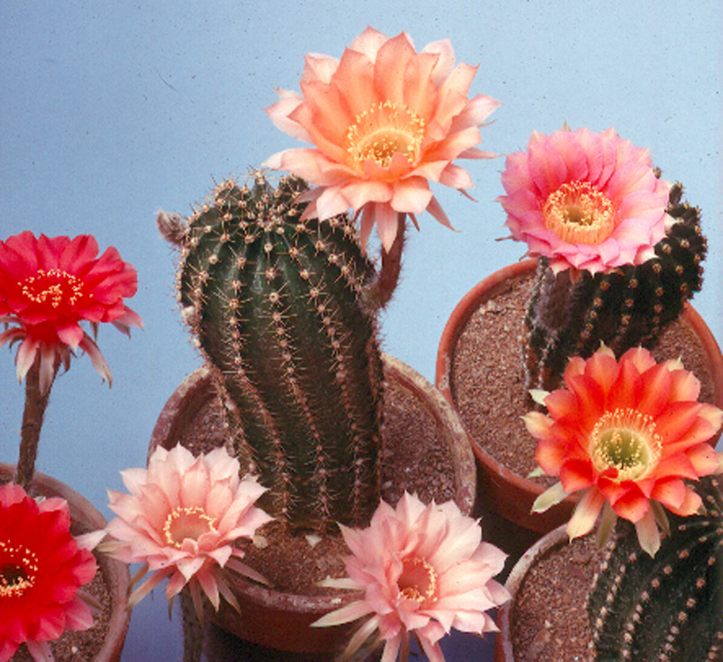 Lobivopsis Hybrids