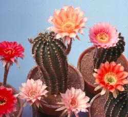 Lobivopsis Hybrids