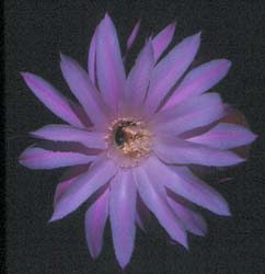 Echinopsis Grandiflora