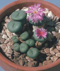 Conophytum braunsii