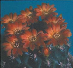 Weingarteria cummingii