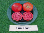 sunchief