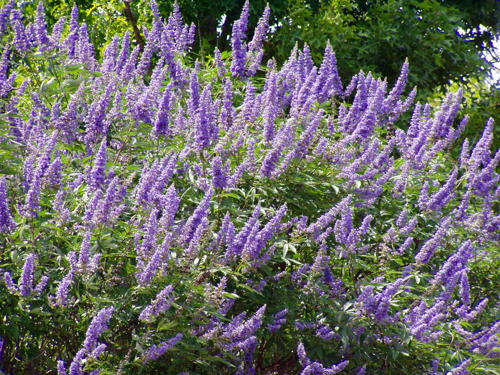 Plant Answers \u003e Texas Lilac Vitex 