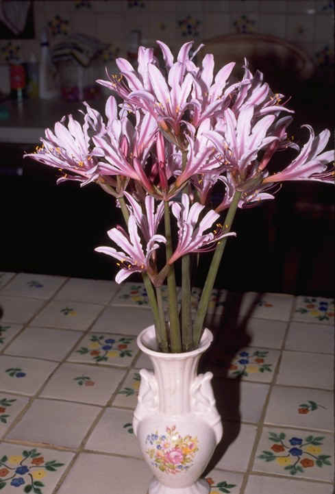 Lycoris incarnata ~ Naked Lady