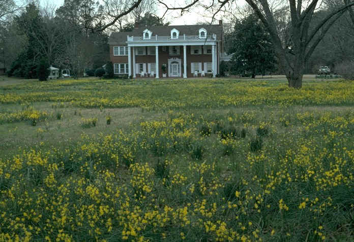 narcissus jonquilla