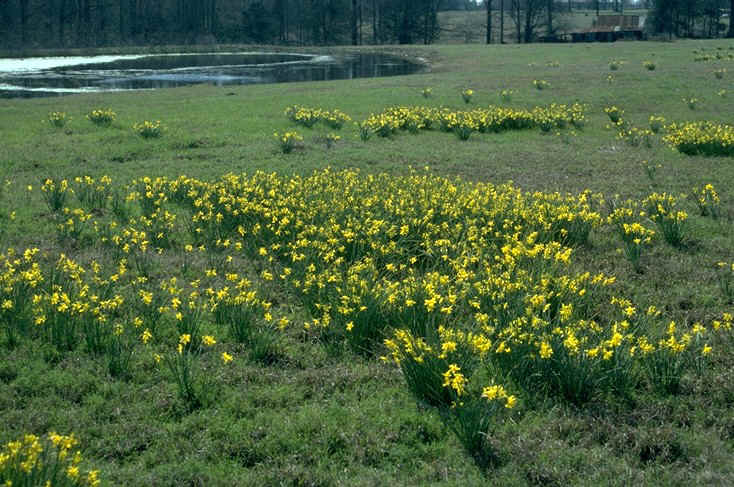 narcissus odorus