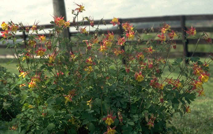 aquilegia_x_puryana - blazing star