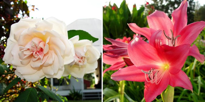At left, Big Momma’s Blush, and right, crinum Ellen Bosanquet. At left, Big Momma’s Blush, and right, crinum Ellen Bosanquet.