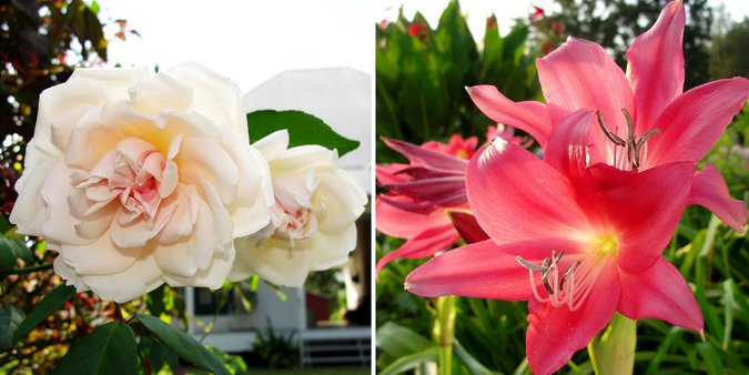 At left, Big Momma’s Blush, and right, crinum Ellen Bosanquet.