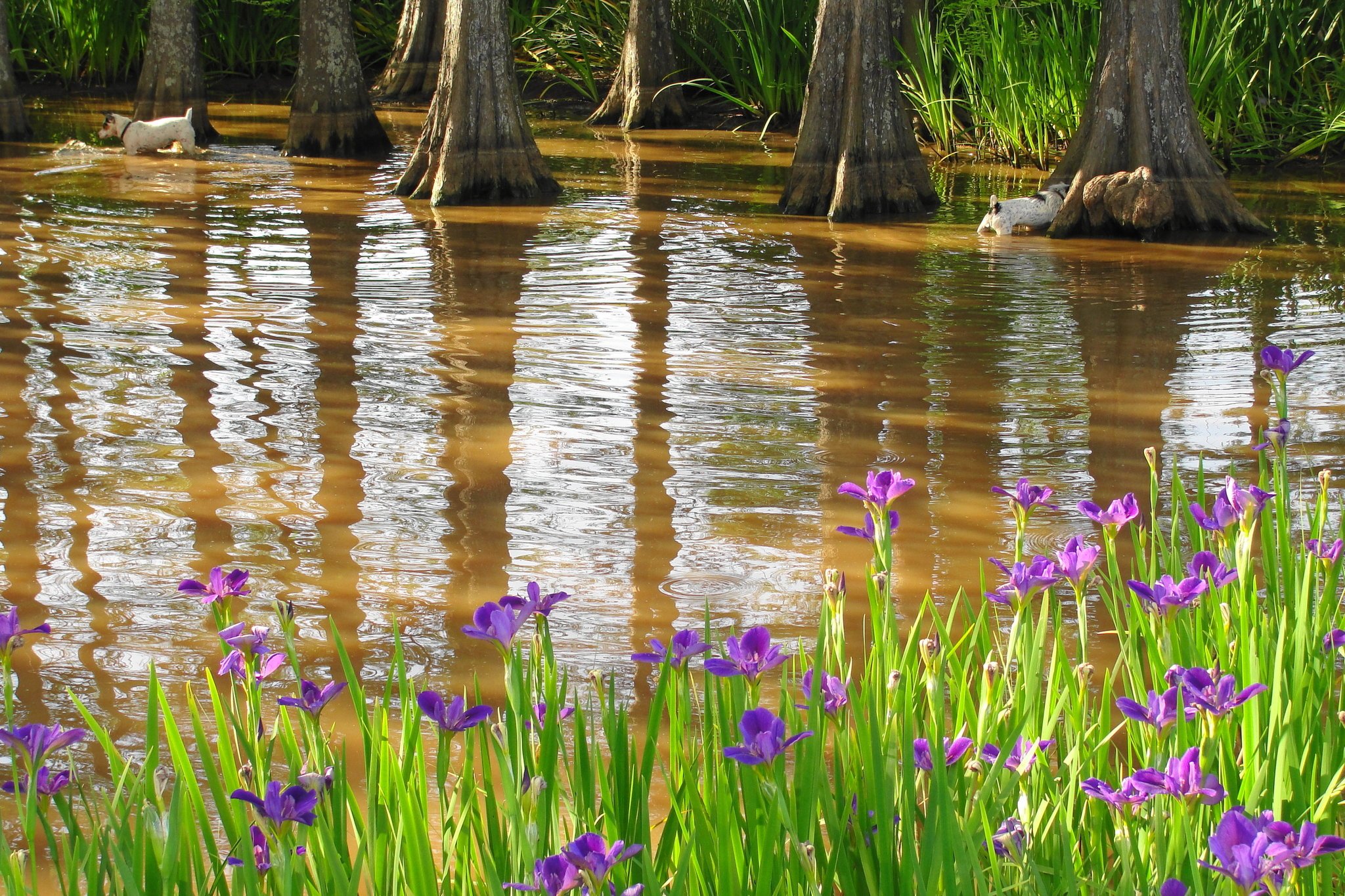 Louisiana iris grow in Mr. Grant’s “rain garden,” also known as his cypress swamp, where two of the critter dogs are occupied. Louisiana iris grow in Mr. Grant’s “rain garden,” also known as his cypress swamp, where two of the critter dogs are occupied.