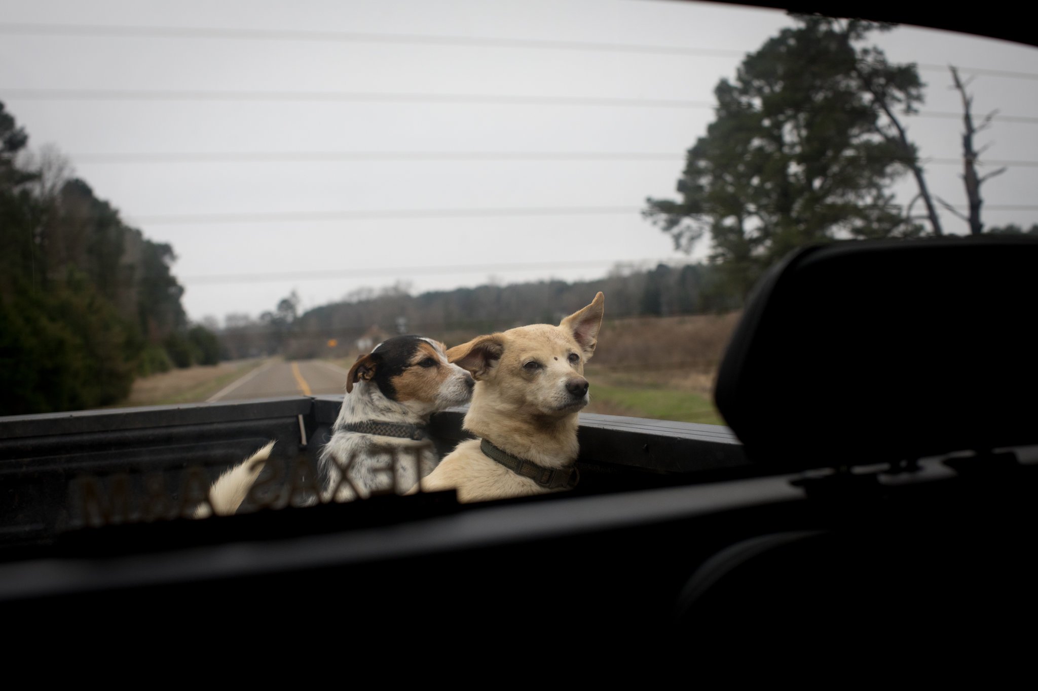 Two of Mr. Grant’s critter dogs, Acer and Sonny, travel in the back of the truck.