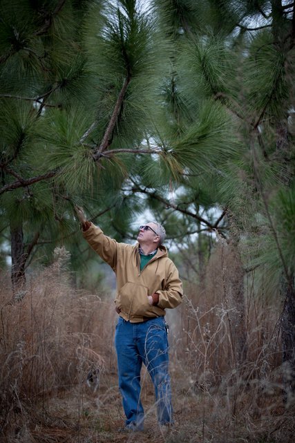 Mr. Grant checks out his longleaf pines.