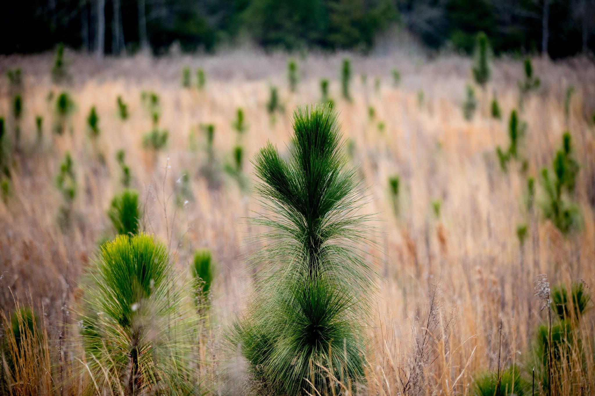 Greg Grant has planted longleaf pines, growing here in a field of goldenrod, on his land in Arcadia, Tex. In a few months he will use a controlled burn to stimulate native grasses and wildflowers while controlling hardwoods and shrubs that compete with the pine.