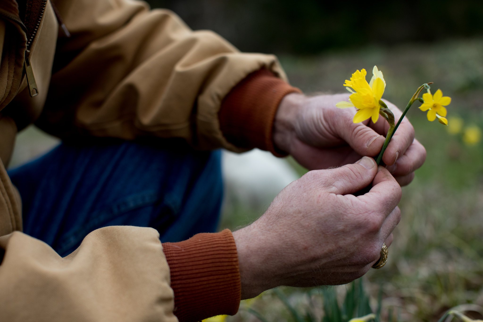 Heirloom daffodils. Heirloom daffodils.