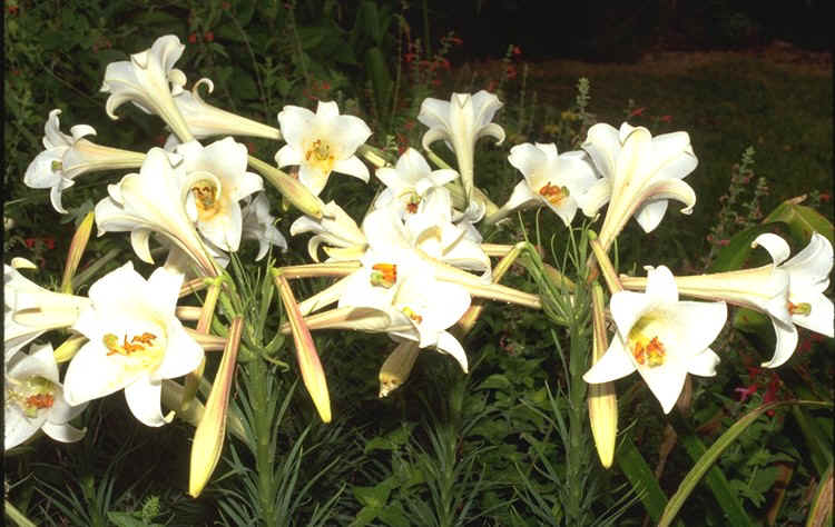 lilium formosanum