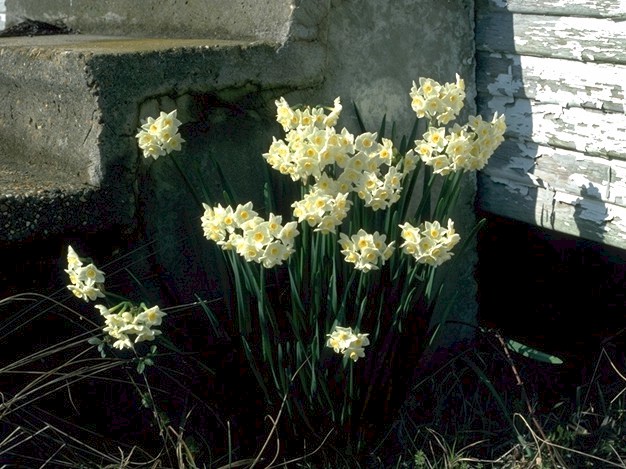 Narcissus tazetta 'Grand Primo'.hqx.jpg (107591 bytes)