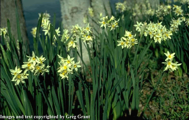 Narcissus tazetta italicus