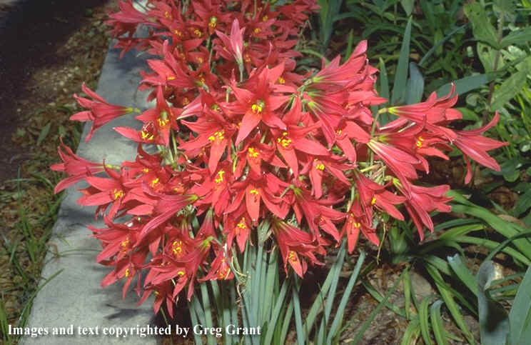 Rhodophiala bifida (Oxblood lily)