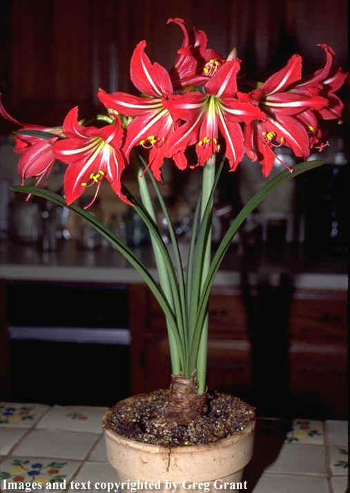 hippeastrum X johnsonii