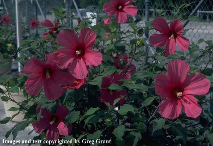 hibiscus moy grande (Texas Giant Hibiscus)