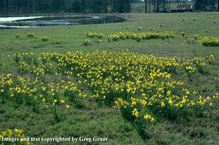 narcissus odorus