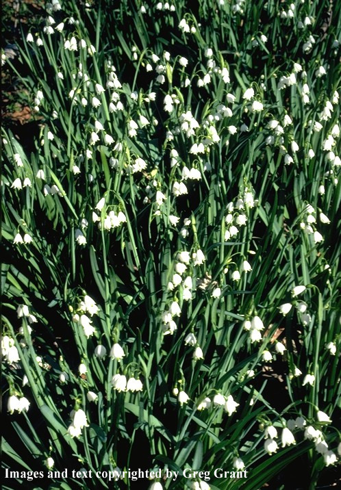 leucojum.jpg (176052 bytes)