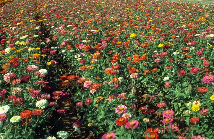 zinnias