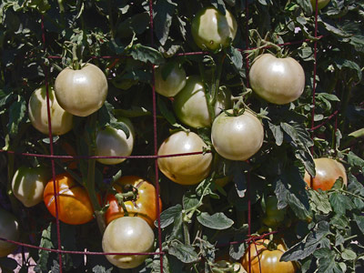 'Harris Moran�8849' tomato - The 2019 Rodeo Tomato