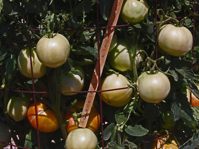 'Harris Moran8849' tomato - The 2019 Rodeo Tomato