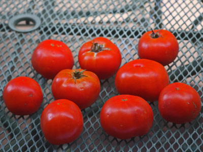 'Harris Moran8849' tomato - The 2019 Rodeo Tomato